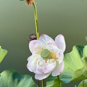 Meet your Posher, Stormy